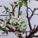 Mini Slivka domáca  (Prunus domestica) ´BUHLER´ - výška 60-80 cm, kont. C10L, skorá